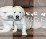 Small Photo #14 English Cream Golden Retriever Puppy For Sale in COHUTTA, GA, USA
