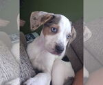 Small #1 Mutt