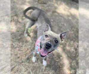 Mutt Dogs for adoption in Tulsa, OK, USA
