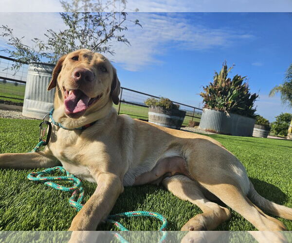 Medium Photo #1 Labrador Retriever Puppy For Sale in Clovis, CA, USA