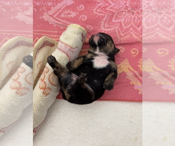 Medium Photo #1 English Bulldog Puppy For Sale in FAYETTEVILLE, NC, USA