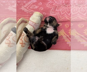 Medium English Bulldog