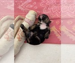 Puppy 4 English Bulldog