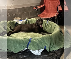 Mother of the Labrador Retriever puppies born on 06/13/2025