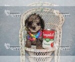 Small #11 Poodle (Toy)