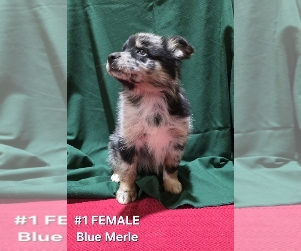 Medium Photo #5 Australian Shepherd Puppy For Sale in CLARKSVILLE, TX, USA