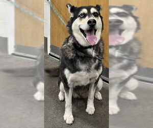 Siberian Husky Dogs for adoption in Forestville, MD, USA
