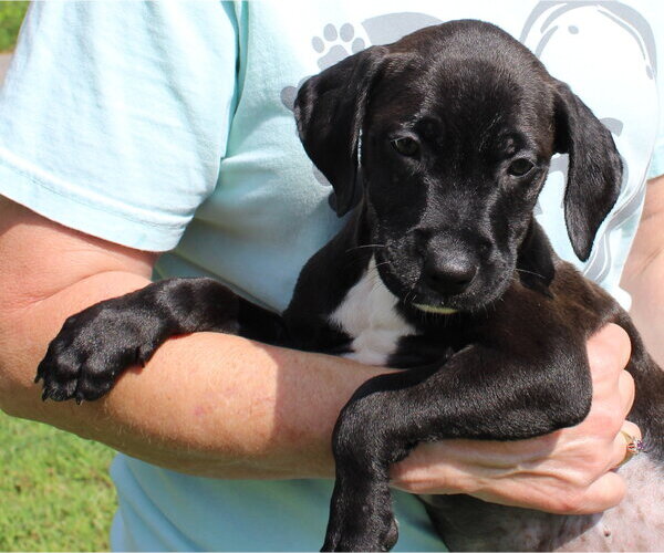 Medium Photo #2 Retriever -Unknown Mix Puppy For Sale in Prattville, AL, USA