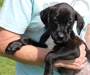 Black Jack 44335 - Male Retriever -Unknown Mix Dog for Adoption - Photo #2