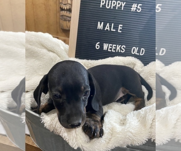Medium Photo #2 Dachshund Puppy For Sale in CONCORDIA, MO, USA