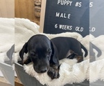 Small Photo #2 Dachshund Puppy For Sale in CONCORDIA, MO, USA