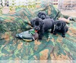 Small Photo #3 Labrador Retriever Puppy For Sale in BEAUFORT, NC, USA