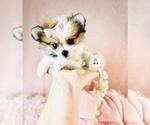 Small #29 Pomeranian