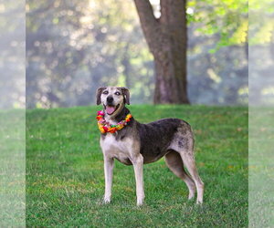 Skye - Female Catahoula Leopard Dog-Unknown Mix Dog for Adoption - Photo #2