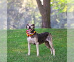 Small #1 Catahoula Leopard Dog Mix
