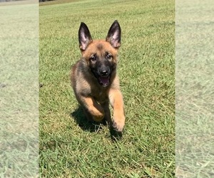 Belgian Malinois Puppy for sale in POPLARVILLE, MS, USA