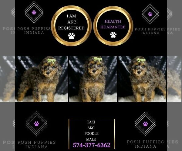 Medium Photo #2 Poodle (Miniature) Puppy For Sale in WARSAW, IN, USA