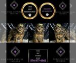 Small #1 Poodle (Miniature)