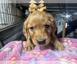 Small #1 Golden Retriever