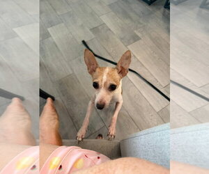 Rat Terrier Dogs for adoption in Orlando, FL, USA