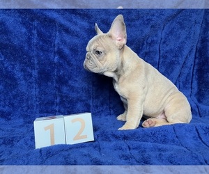 French Bulldog Puppy for Sale in GIRARD, Illinois USA
