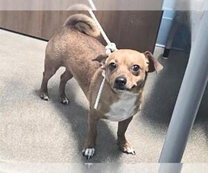 Chug Dogs for adoption in Houston, TX, USA