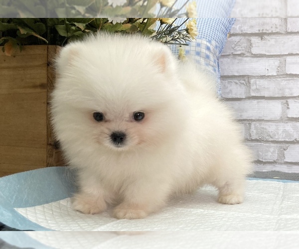 Medium Photo #3 Pomeranian Puppy For Sale in SAN FRANCISCO, CA, USA