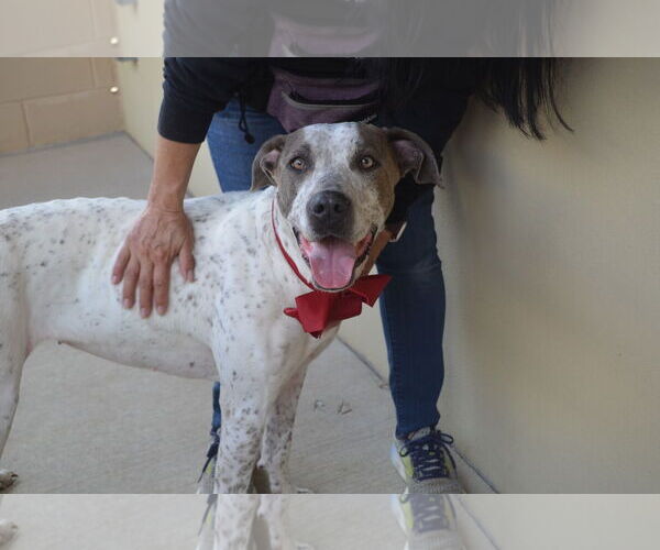 Medium Photo #1 Pointer-Unknown Mix Puppy For Sale in McKinney, TX, USA