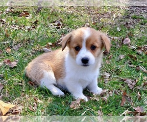 Pembroke Welsh Corgi Puppy for sale in CLARK, MO, USA
