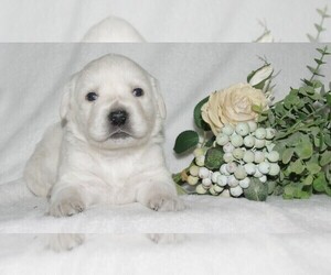 English Cream Golden Retriever-Labrador Retriever Mix Puppy for sale in FORT COLLINS, CO, USA