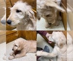 Small Photo #14 Goldendoodle Puppy For Sale in NIOTA, TN, USA
