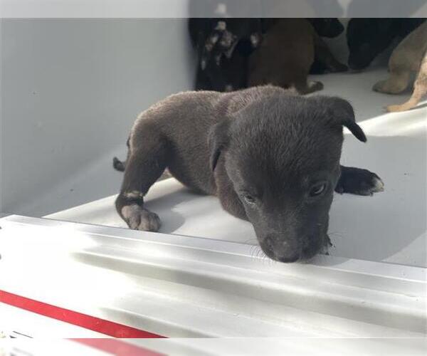 Medium Photo #1 Siberian Husky-Unknown Mix Puppy For Sale in Houston, TX, USA