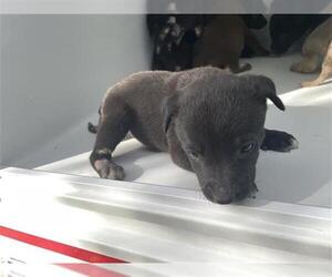 Siberian Husky-Unknown Mix Dogs for adoption in Houston, TX, USA