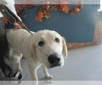 Small Great Pyrenees Mix