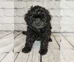 Puppy 3 Cavachon-Poodle (Toy) Mix