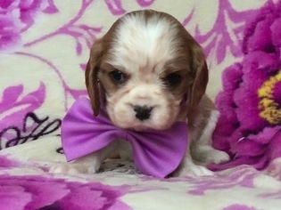Cavalier King Charles Spaniel Puppy for sale in EAST EARL, PA, USA