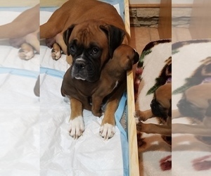 Mother of the Boxer puppies born on 12/28/2022
