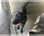 Small Labrador Retriever Mix
