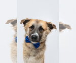 Small Anatolian Shepherd Mix