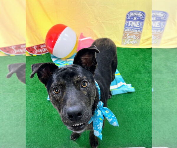 Medium Photo #4 Labrador Retriever-Unknown Mix Puppy For Sale in Bryant, AR, USA