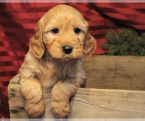 Goldendoodle (Miniature) Puppy for sale in JONES, MI, USA