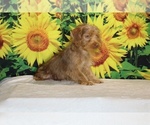 Colt - Male Yorkiepoo mix (+ Poodle Toy) Puppy for Sale - Photo #5