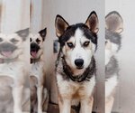 Small Photo #1 Siberian Husky Puppy For Sale in Carrollton, TX, USA