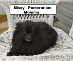 Small Photo #1 Pomeranian Puppy For Sale in CLARKRANGE, TN, USA