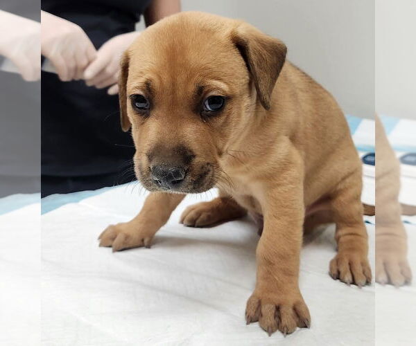 Medium Photo #9 Labrador Retriever-Unknown Mix Puppy For Sale in Houston, TX, USA