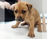 Small Photo #9 Labrador Retriever-Unknown Mix Puppy For Sale in Houston, TX, USA