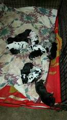 Great Dane Puppy for sale in RENO, NV, USA