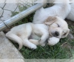Small Photo #15 English Cream Golden Retriever Puppy For Sale in WHITE SALMON, WA, USA