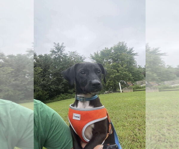 Medium Photo #2 Mutt Puppy For Sale in Candler, NC, USA