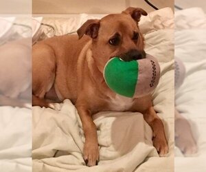 Shelby (SADIE) - Female Mutt Dog for Adoption - Photo #2